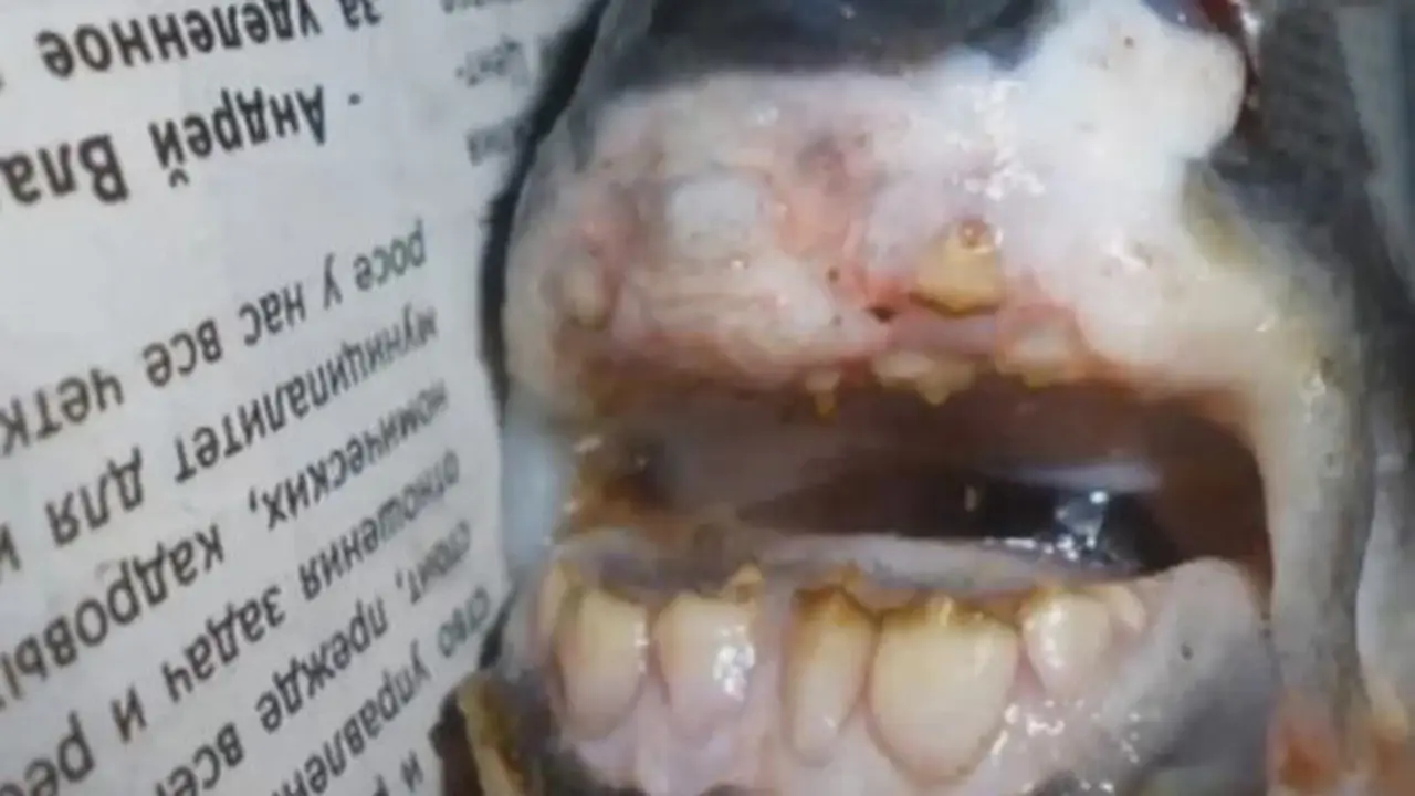 Ditemukan Ikan Misterius, Jenis Piranha Bergigi Manusia
