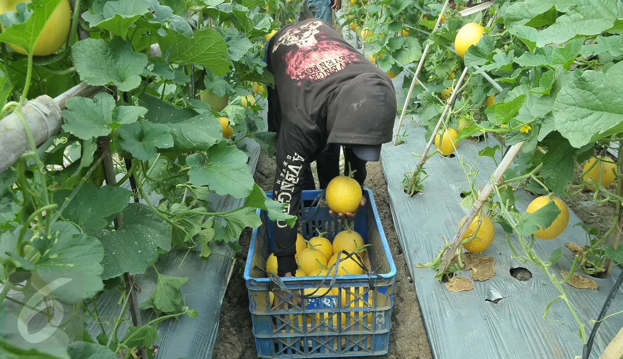 Petani binaan Ewindo memanen buah melon premium Stella F1 di Teluk Naga, Tangerang, Kamis (20/4). Dengan teknik budidaya tanaman hortikultura berkualitas tinggi, melon tersebut dapat bersaing dengan produk impor. (Liputan6.com/Helmi Afandi)
