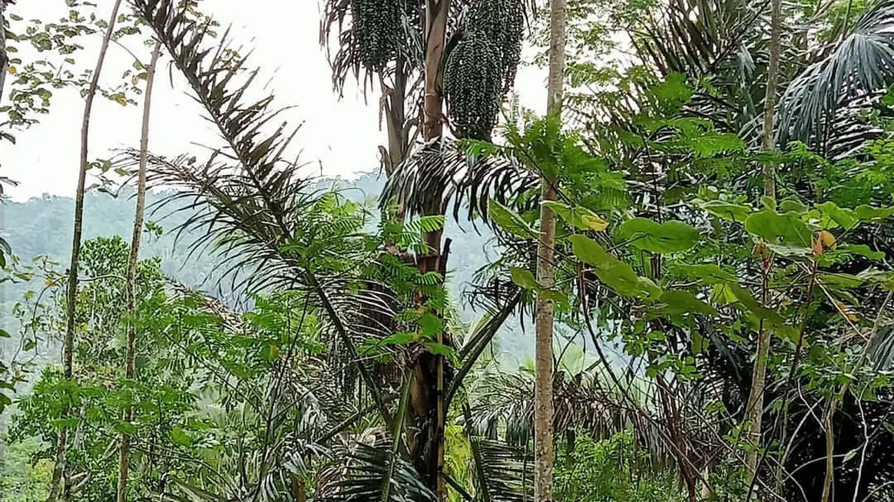 Desa Wadas terletak di Kecamatan Bener, Kabupaten Purworejo, Jawa Tengah