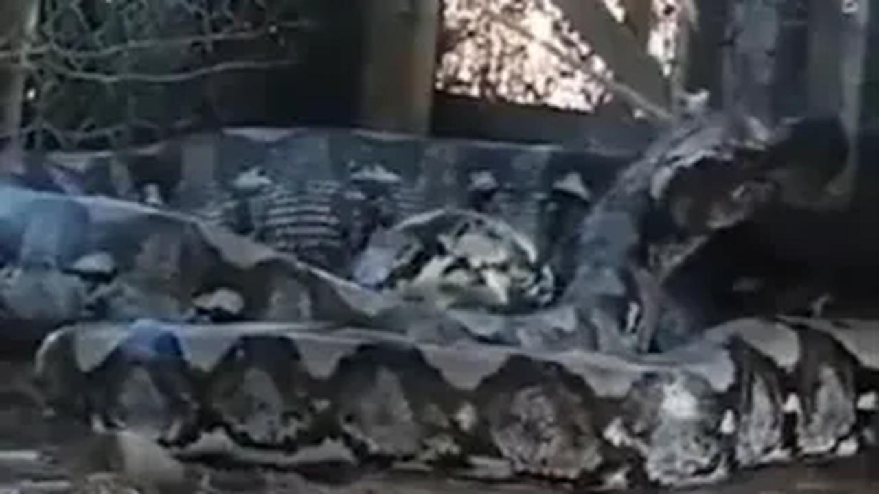 Dalam video, terlihat ular piton berukuran raksasa itu tengah berontak ketika bagian kepalanya berhasil diikat menggunakan tali.