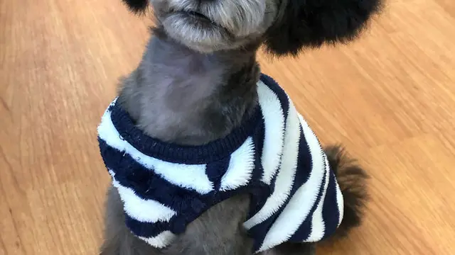 anjing lucu