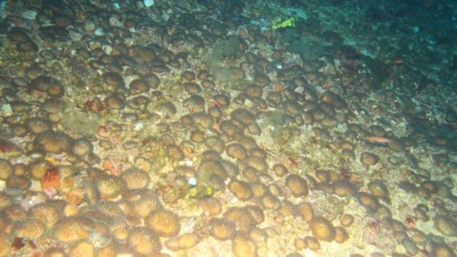 Karang jamur bawah laut yang ditemukan peneliti Australia