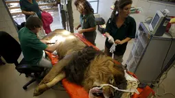 Samuni, singa delapan tahun saat menjalani pembedahan pengangkatan tumor dari perutnya di Ramat Gan Safari Zoo, Tel Aviv, Israel, Rabu (29/7/2015). (REUTERS/Baz Ratner)