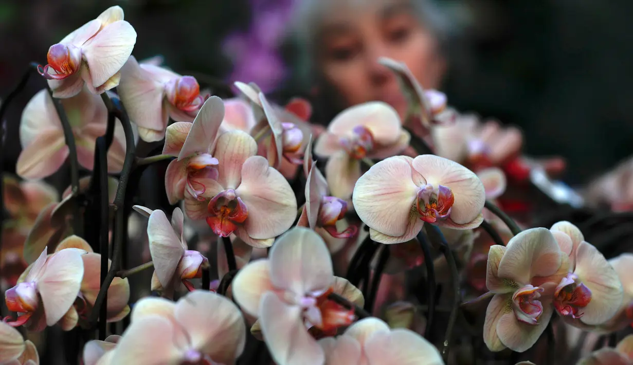 Seorang mahasiswa magang, Sal Demain menata tanaman anggrek selama pratinjau pers festival tahunan anggrek di Kew Gardens, London, Kamis (7/2). Festival yang memamerkan keanekaragaman hayati itu dibuka untuk umum mulai 9 Februari 2019. (AP/Alastair Grant)
