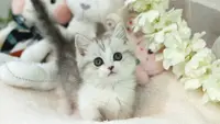 8 Small Cat Breeds That Are Cute Like a Kitten