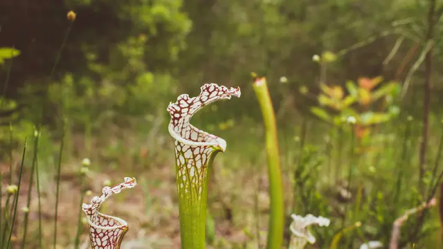 Tanaman Sarracenia leucophylla