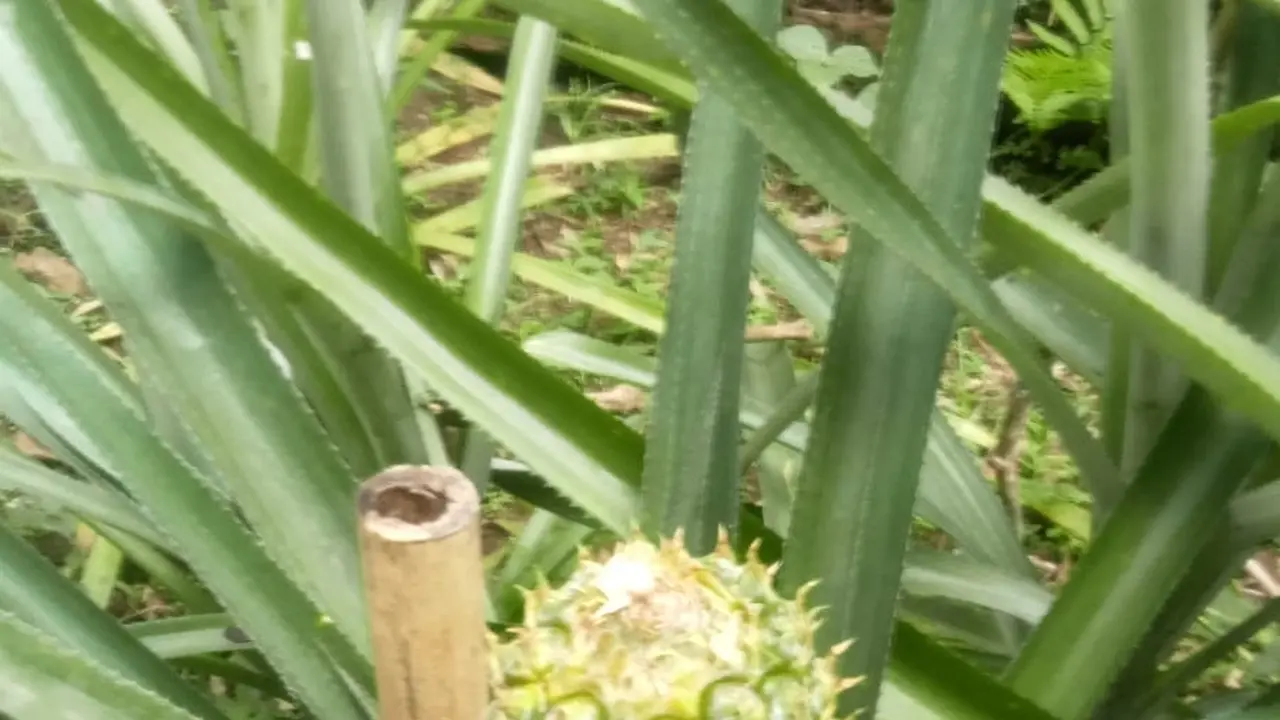 Cara Menanam Nanas Madu di Halaman Rumah ala Petani Pensiun