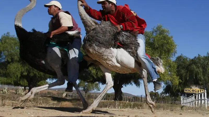 Dua pria bersaing dalam perlombaan burung unta di peternakan burung unta Highgate di Oudtshoorn, Afrika Selatan. (Foto AP / Shuji Kajiyama)