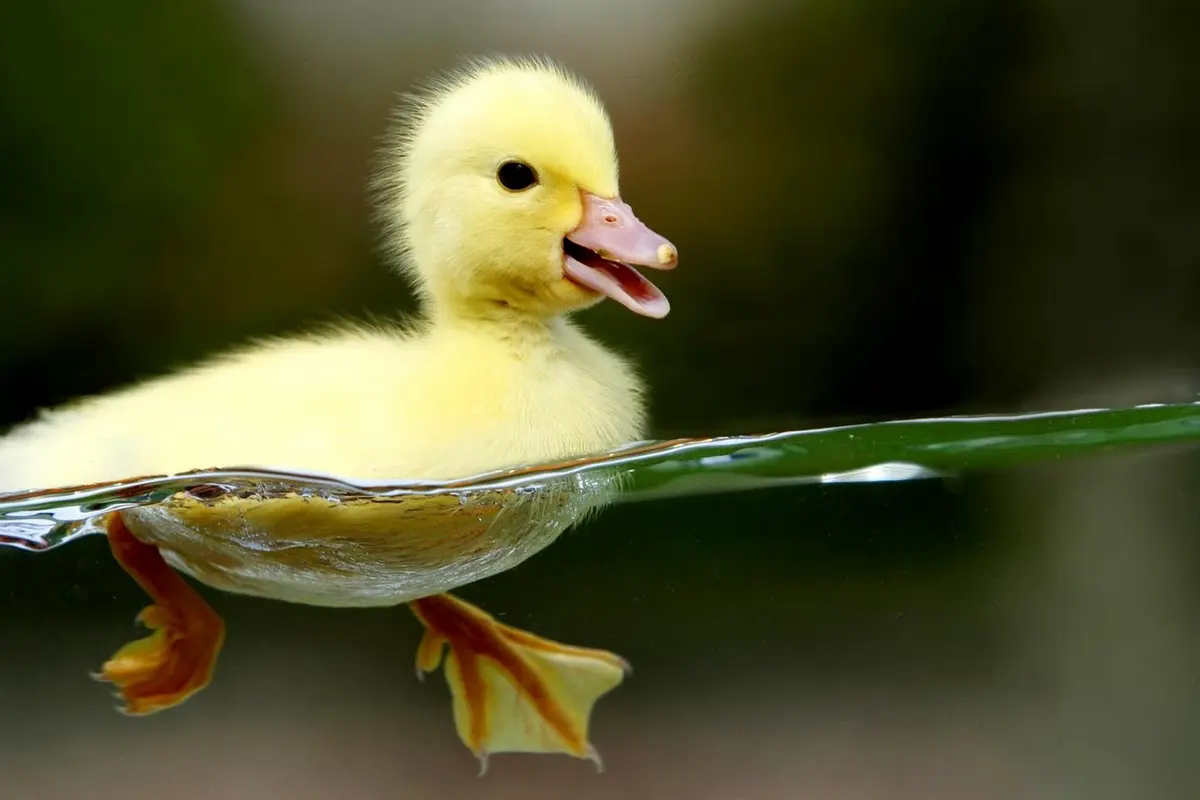 [Bintang] Anak bebek