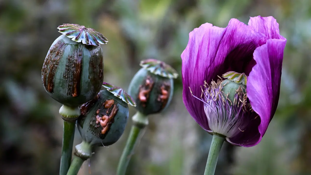 Ilustrasi Opium (Ye Aung THU/AFP)