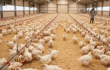 Tips Beternak Ayam Pedaging Modal Kecil, Kans Hasilkan Cuan Tambahan