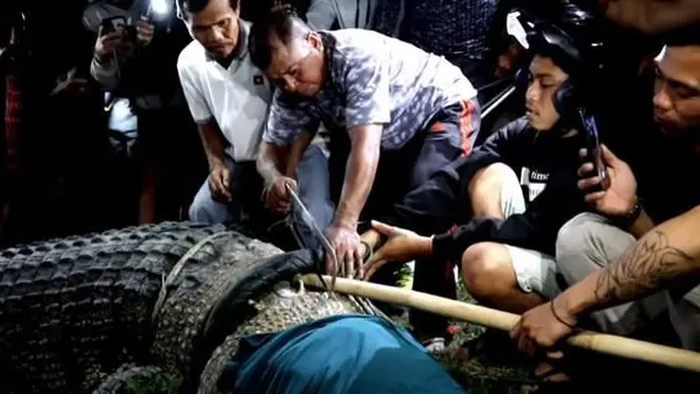 6 Tahun Terjerat, Ini 6 Momen Buaya Berkalung Ban di Palu Akhirnya Berhasil Dilepas