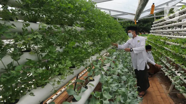 8 Macam Hidroponik yang Sering Digunakan, Cocok untuk Berkebun di Rumah