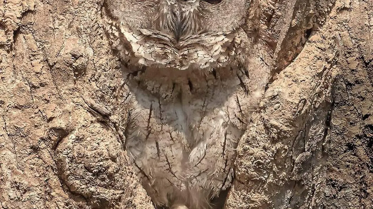 Potret Kamuflase Alami yang Tak Sengaja Terjadi, Bikin Bingung. (Sumber: Boredpanda)
