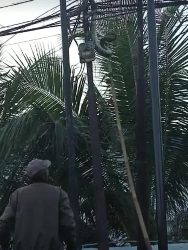 Ular Piton di Tiang Listrik