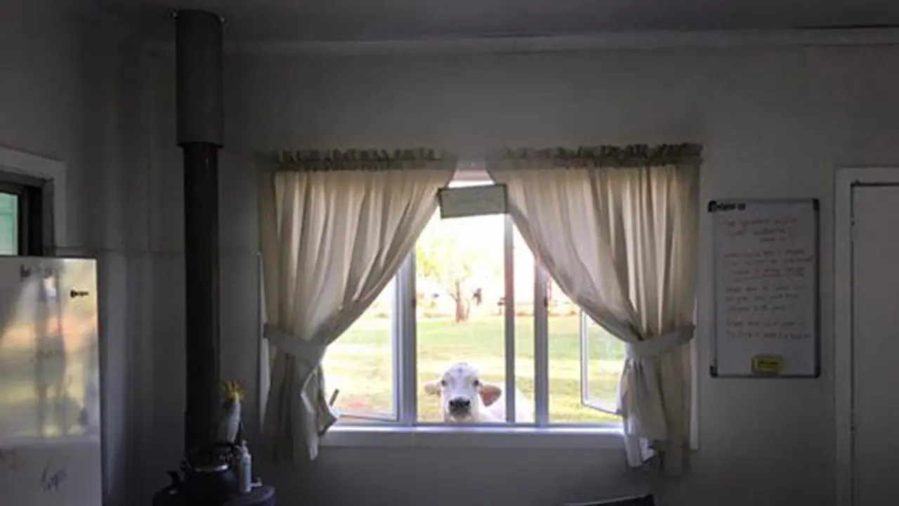 Lucu, Sapi Betina Ini Menganggap Dirinya Seekor Anjing