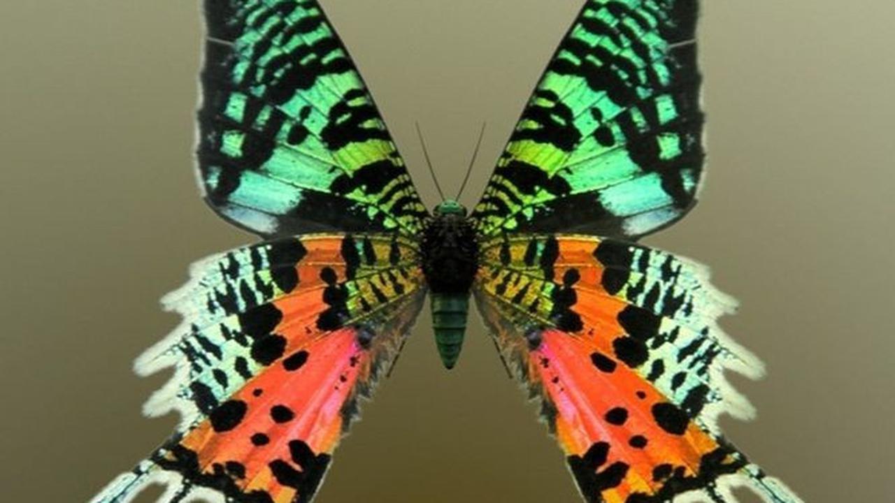 <br>Madagascan Sunset Moth (Chrysiridia rhipheus)