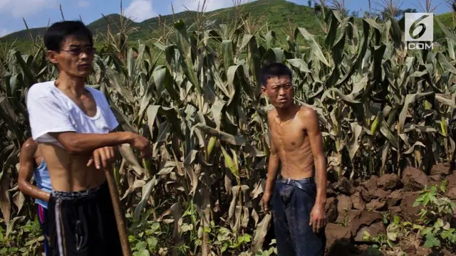 Sejumlah perwira tinggi militer Korea Utara memerintahkan para prajuritnya untuk menjarah jagung langsung dari ladang para petani.