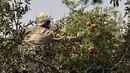 Seorang pekerja memanen buah delima dari pohon di desa Mazara di distrik Arghandab, Kandahar (5/10/20210). Banyak warga Afghanistan yang membudidayakan buah ini sebagai mata pencarian utama. (AFP/ Javed Tanveer)
