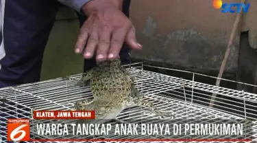 Belum diketahui anak buaya yang ditangkap itu merupakan peliharaan warga yang lepas atau anak buaya liar yang tinggal di sungai tak jauh dari permukiman warga.