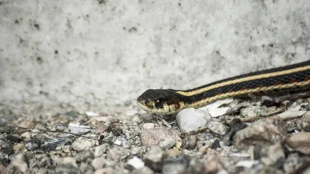 Ilustrasi Ular Common Garter Snake