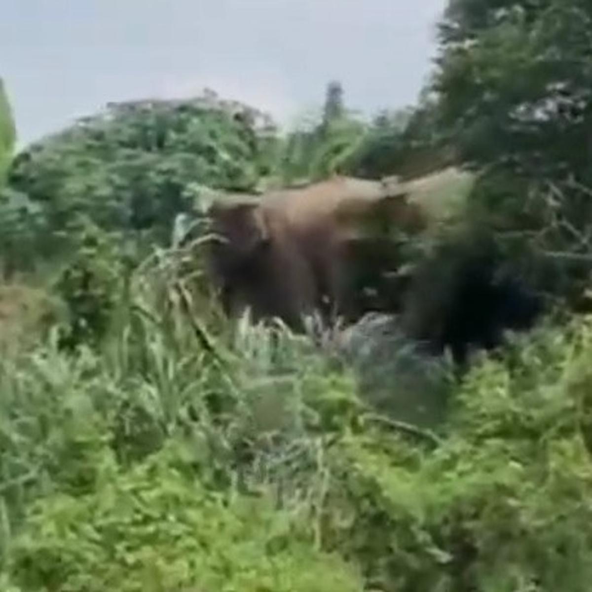 Gajah masuk perkebunan warga di Way Kambas
