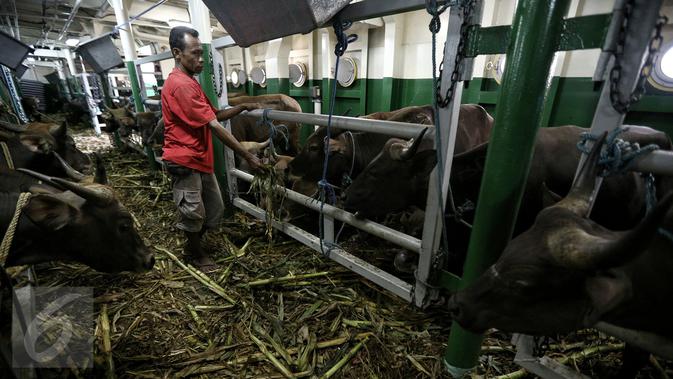 Petugas memeriksa kondisi sapi yang baru saja tiba di Pelabuhan Tanjung Priok, Jakarta, Selasa (9/2). 500 ekor sapi yang didatangkan oleh Kementan RI tersebut terdiri dari 300 ekor sapi Bali dan 200 ekor sapi Sumba Ongole. (Liputan6.com/Faizal Fanani)