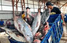 Tahukah Anda? KKP Inisiasi RPerpres Gemarikan untuk Wujudkan Kedaulatan Pangan Nasional yang Berkelanjutan