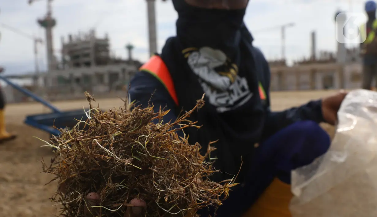 Pekerja menunjukkan benih rumput di area lapangan latih Jakarta International Stadium, Jumat (23/10/2020). Nantinya lapangan latihan ini akan ditumbuhi rumput hybrid, dengan komposisi 5 persen rumput sintetis dan 95 persen natural berjenis Zoysia Matrella. (Liputan6.com/Helmi Fithriansyah)