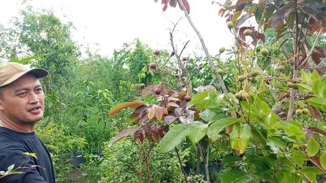 Rahasia Bibit Tabulampot yang Berbuah Lebat ala Perkebunan di Jogja