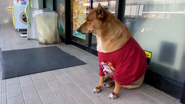 Anjing Ini Setia Tunggu Pemiliknya yang Sudah Wafat, Bikin Haru Seperti Hachiko Jepang