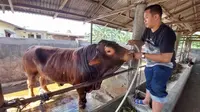 Rasa Syukur Yanto Warga Binjai, Sapi Berbobot 1 Ton Miliknya Jadi Pilihan Kurban Jokowi