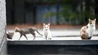 Cara Mencegah Kucing Liar Pipis di Teras Rumah Agar Bersih dan Nyaman
