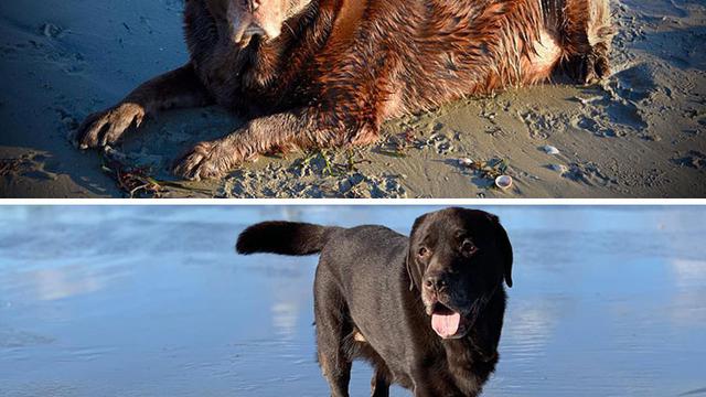 7 Foto Keren Anjing Obesitas Berjuang Turunkan Berat Badan Berlebihnya