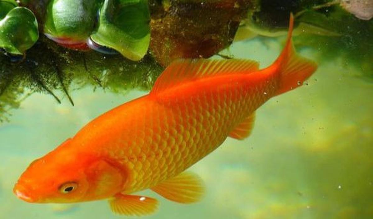 Ikan mas
