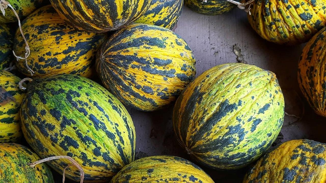 8 Manfaat Timun Suri untuk Kesehatan, Efektif Cegah Anemia
