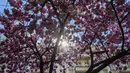 Matahari bersinar melalui bunga sakura yang mekar di kota Berlin, Jerman pada 23 April 2019. Pohon sakura di Jerman memang lazim ditanam di ruang-ruang terbuka hijau, selain sebagai peneduh juga untuk mempercantik kota. (John MACDOUGALL / AFP)