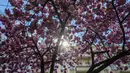 Matahari bersinar melalui bunga sakura yang mekar di kota Berlin, Jerman pada 23 April 2019. Pohon sakura di Jerman memang lazim ditanam di ruang-ruang terbuka hijau, selain sebagai peneduh juga untuk mempercantik kota. (John MACDOUGALL / AFP)