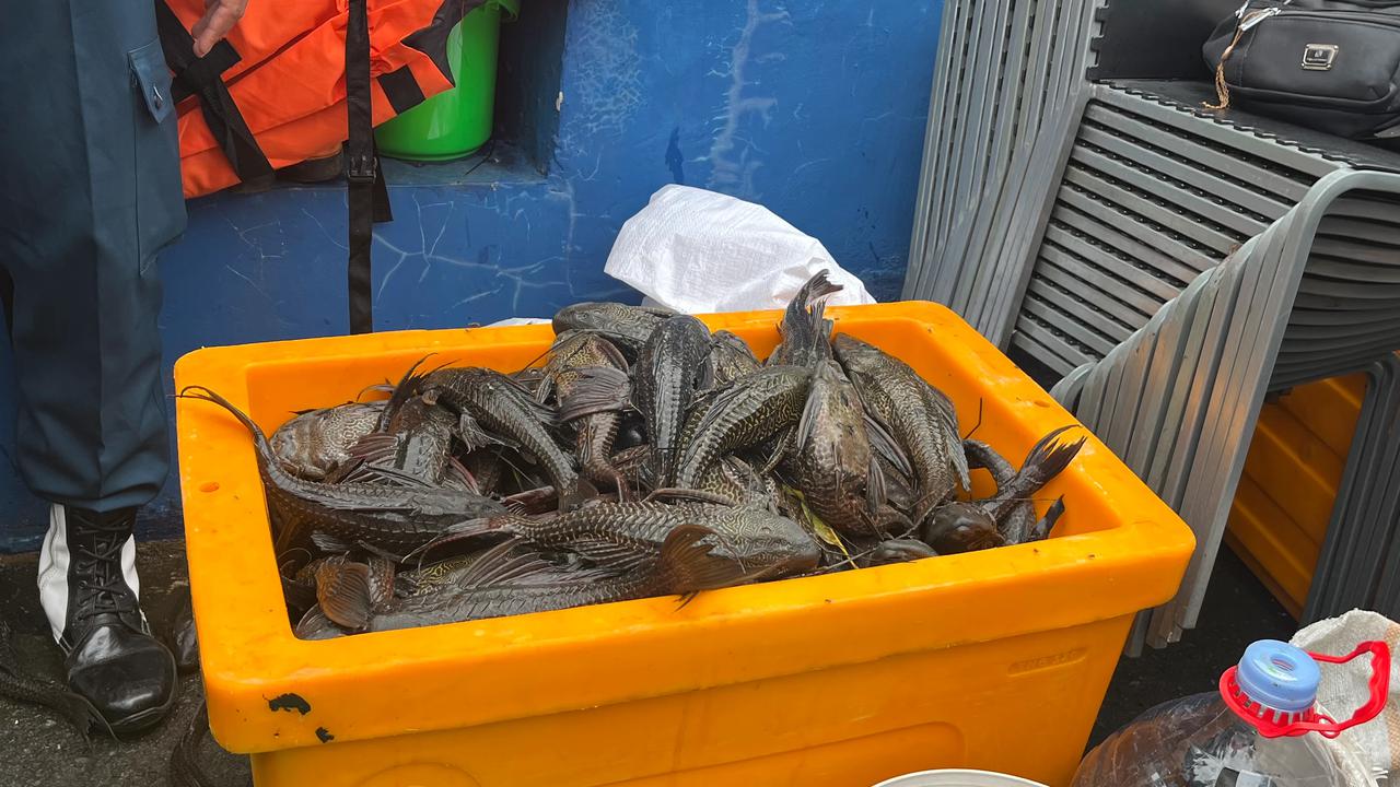 Operasi tangkap ikan sapu-sapu di jakarta utara