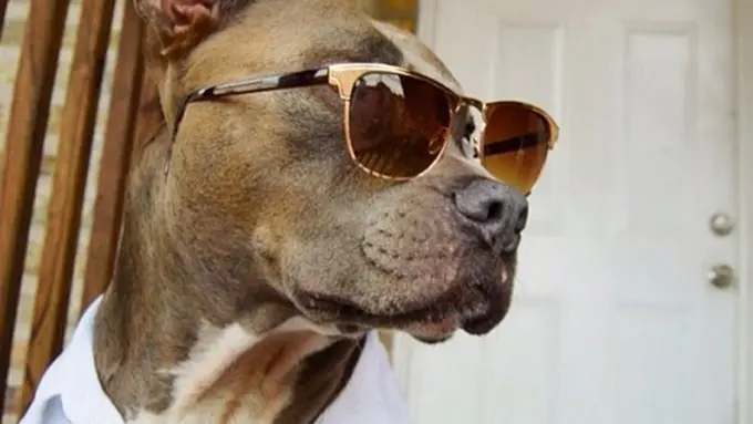 Foto: copyright instagram.com/changothehandsomepittie