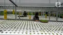 Aktivitas pekerja di Kebun Hidroponikita, Sawangan, Depok, Jawa Barat, Senin (20/2/2023). Kebun Hidroponikita yang sudah berjalan lebih dari satu tahun ini mampu menghasilkan 30-50 kilogram bayam per hari. (merdeka.com/Arie Basuki)