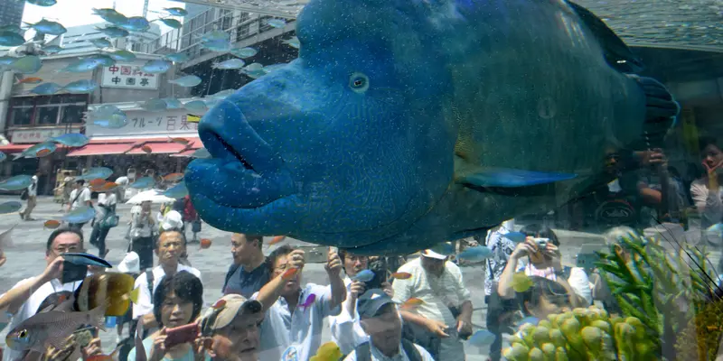 Ikan Terumbu Karang Eksotis Jadi Daya Tarik di Tokyo