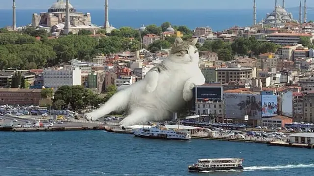 Cats in the town