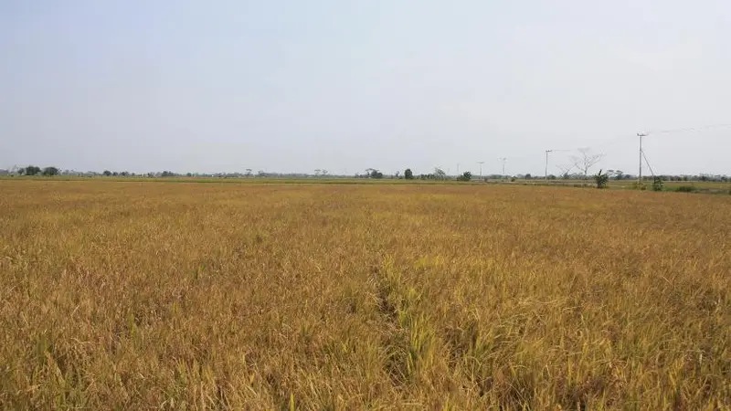 DPR RI Kunjungan Ke Food Estate Kalteng, Ini yang Disampaikan oleh Petani