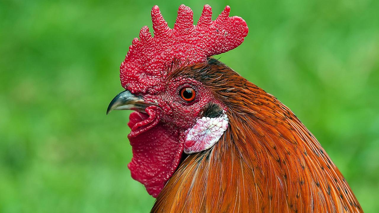 Benarkah Pelihara Ayam Bisa Mengundang Ular Datang ke Rumah? Ini Penjelasannya