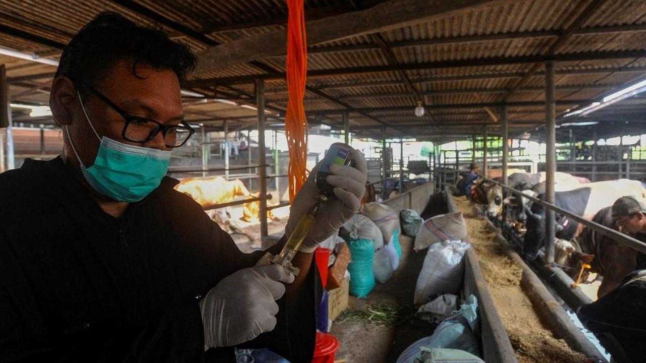 Tujuan dari pemeriksaan ini adalah untuk mengidentifikasi adanya penyakit atau kondisi kesehatan yang mungkin dimiliki oleh hewan kurban. Foto: merdeka.com / Arie Basuki<br>
