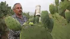 Ayman Ibrewish mengumpulkan buah pir berduri dari ladangnya di Desa al-Simiya, dekat Kota Hebron, Tepi Barat, Palestina, Selasa (4/8/2020). (HAZEM BADER/AFP)