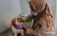 BKHIT Maluku Gencarkan Uji Rabies Ambon, Antisipasi Lonjakan Kasus Fatal
