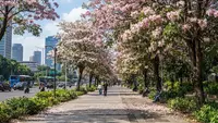 Spot Lihat Bunga Tabebuya Mekar di Jakarta, Ini 7 Lokasi yang Menarik Dikunjungi