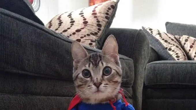 [Bintang] Kucing Halloween